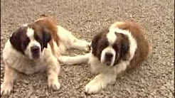 St Bernard Et British Shorthair Youtube