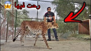 تحدي اذا فزت فيه !! آخذ اي حيوان يعجبني 😱 دخلوني على فهد 🐆