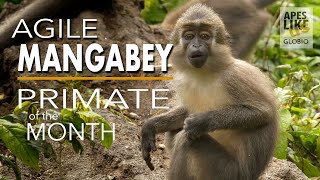 AGILE MANGABEY: Primate of the Month June 2020 by Apes Like Us 2,652 views 3 years ago 2 minutes, 23 seconds