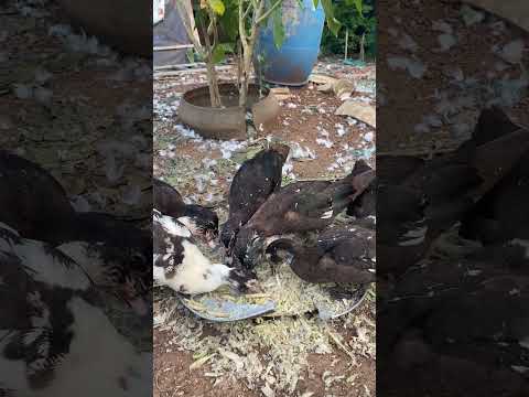 MAK SREA - Feed ducks and chickens #viral  #food  #shorts