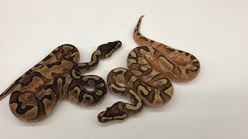 2018 Ball Pythons #10  Clownin