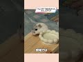 落ちちゃうハムスターが可愛い【ててらぼペット部】