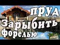 Пруд зарыбить форелью. Форель радужная.