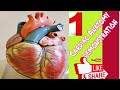 Cardiac Anatomy demonstration part 1