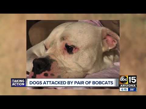 Bobcat attacks dogs