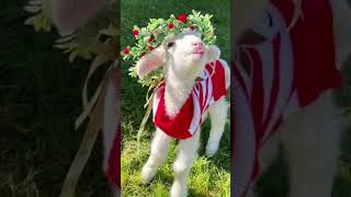 Bakra eid mubarak#ayatarif#new#nasheed#bakra#eid#mubarak#islamic#status#updates#shor#tvideo
