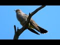 Kukačka obecná (Cuculus canorus),Kuckuck,Common cuckoo