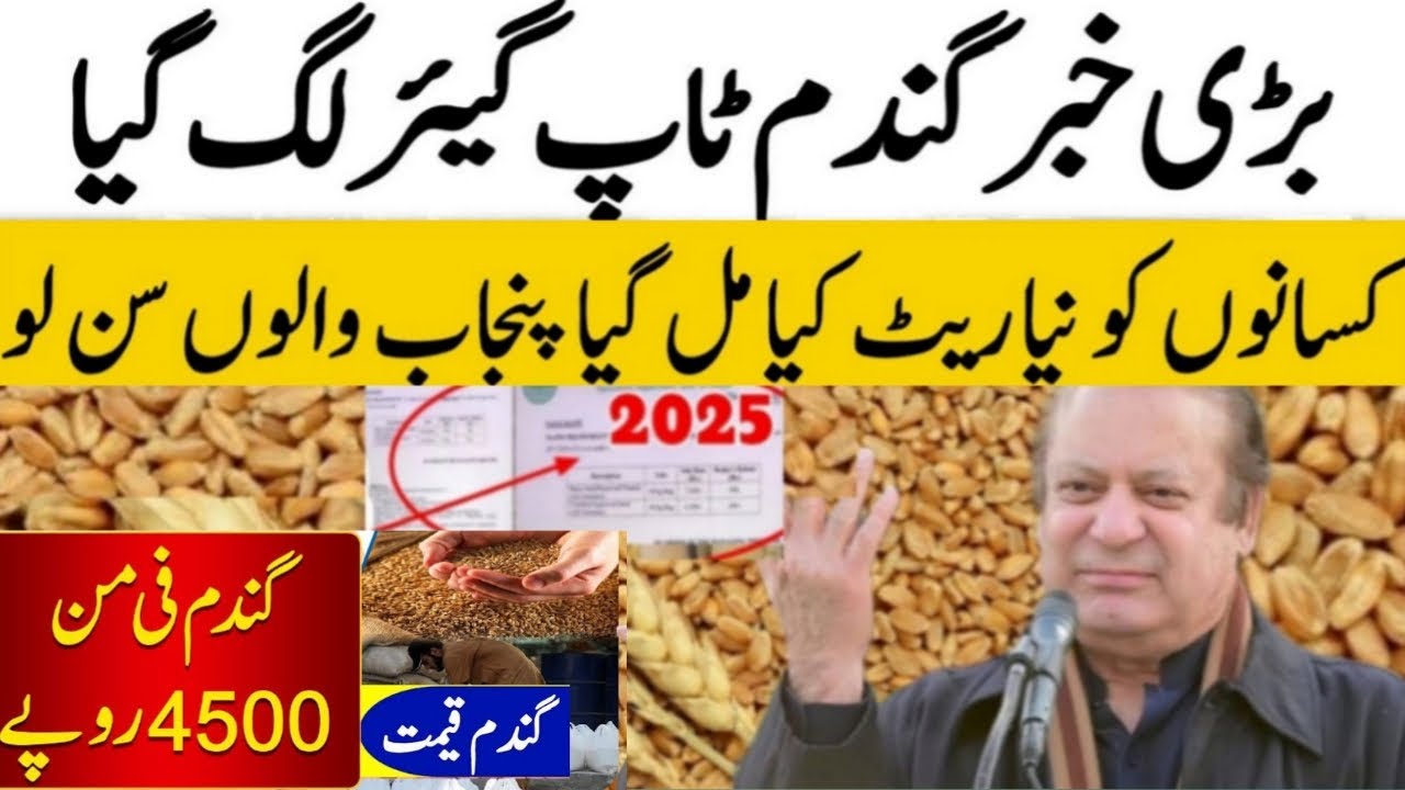 Today Wheat price in punjab | گندم کا ریٹ 2025 | wheat price 2025 in ...