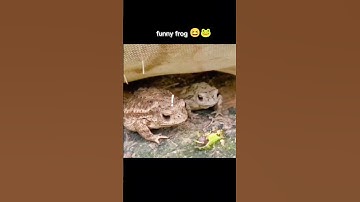 😂#frog #funny #animals tiktok danurhy