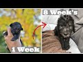 Adorable Puppies Growing up 0-8 Weeks, Puppy Development Stages, Bedlington Terrier Puppies