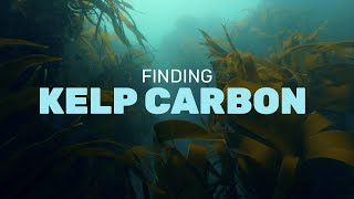 Unlocking the carbon storing secrets of the Orkney kelp forests 🔬