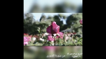 ماتيسر من سورة الشورى..  الشيخ عبدالرحمن أبا الخيل..