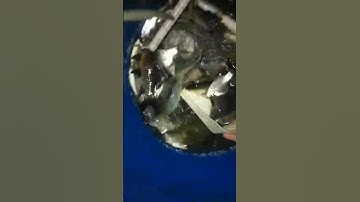 12fet lớn e65 1 vợt thả cáp kéo côn kích cá điện tử khách phản hồi #kichcadientu #xiệtcá #auto #igbt