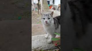 yeni kedim yumak❤❤❤