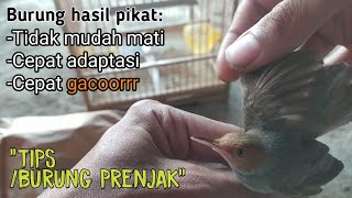 Burung prenjak|| hasil pikat/ombyokan cepat gacorrrr(mental bagus)