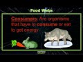 Energy Flow in Food Webs: Producers, Consumers, and Decomposers