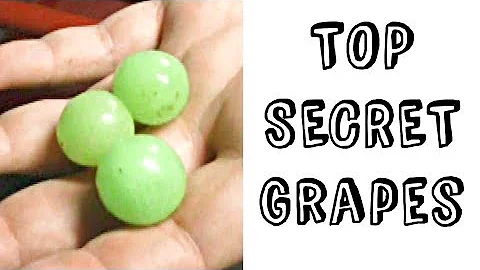 Top secret Grape Varieties - Weird Fruit Explorer ep 256 - DayDayNews