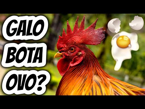 Vídeo: Os galos põem ovos?