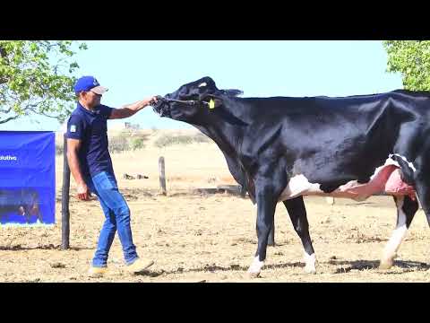 LOTE 16 7690-CC