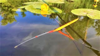 CATCHING LARGE CRUCIAN CARP ON A FLOAT - FISHING WITH A FISHING ROD IN WATER LILIES