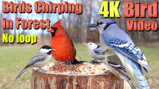 Birds Singing in the Woods, CatTV, Relaxing Sound for Separation Anxiety, DogTV