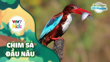 Thế giới kỳ diệu của Bool Bool - Mùa 2 - Số 08 | CHIM SẢ ĐẦU NÂU | VTV7