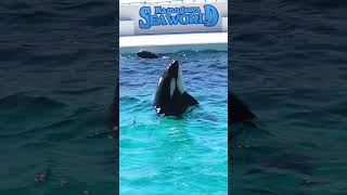 ルーナのルーピングキック完璧!! #Shorts #鴨川シーワールド #シャチ #Kamogawaseaworld #Orca #Killerwhale