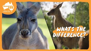 Kangaroo Comparison with Bindi & Chandler | Australia Zoo Life screenshot 1