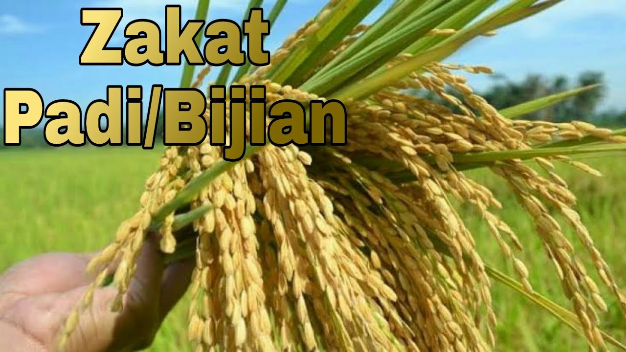 Cara Mengetahui Nisab Padi Youtube