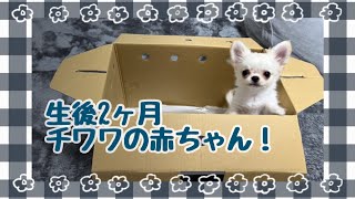 【子犬お迎え】生後2ヶ月のチワワがやってきた