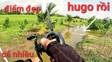 Những điểm câu quá đẹp mà nhiều cá lắm /câu cá lóc Gò Công|Thái Nguyễn fishing