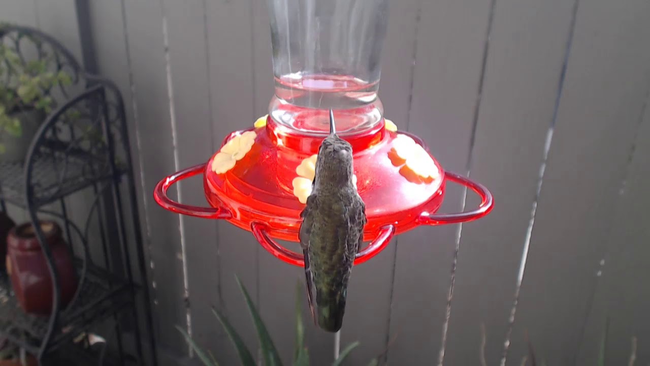 video phone beyonce mp3 Bella Hummingbird Nest Cam 09-04-2018 09:15:21 - 10:15:21