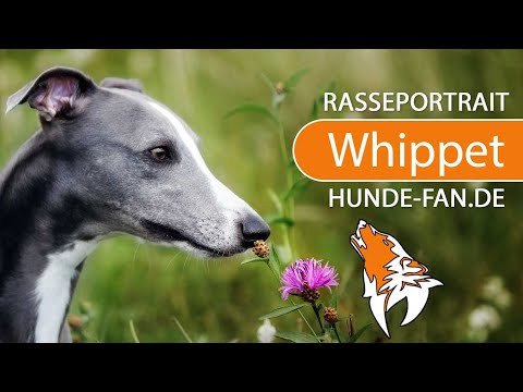 Video: Informationen, Bilder, Eigenschaften Und Fakten Zur Whippet-Hunderasse