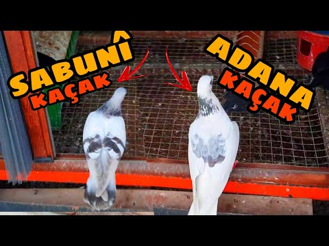 ŞAŞIRDIM KALDIM 😱
