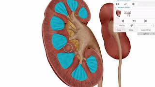 Human Anatomy Atlas 2020 | Exploring the Kidneys