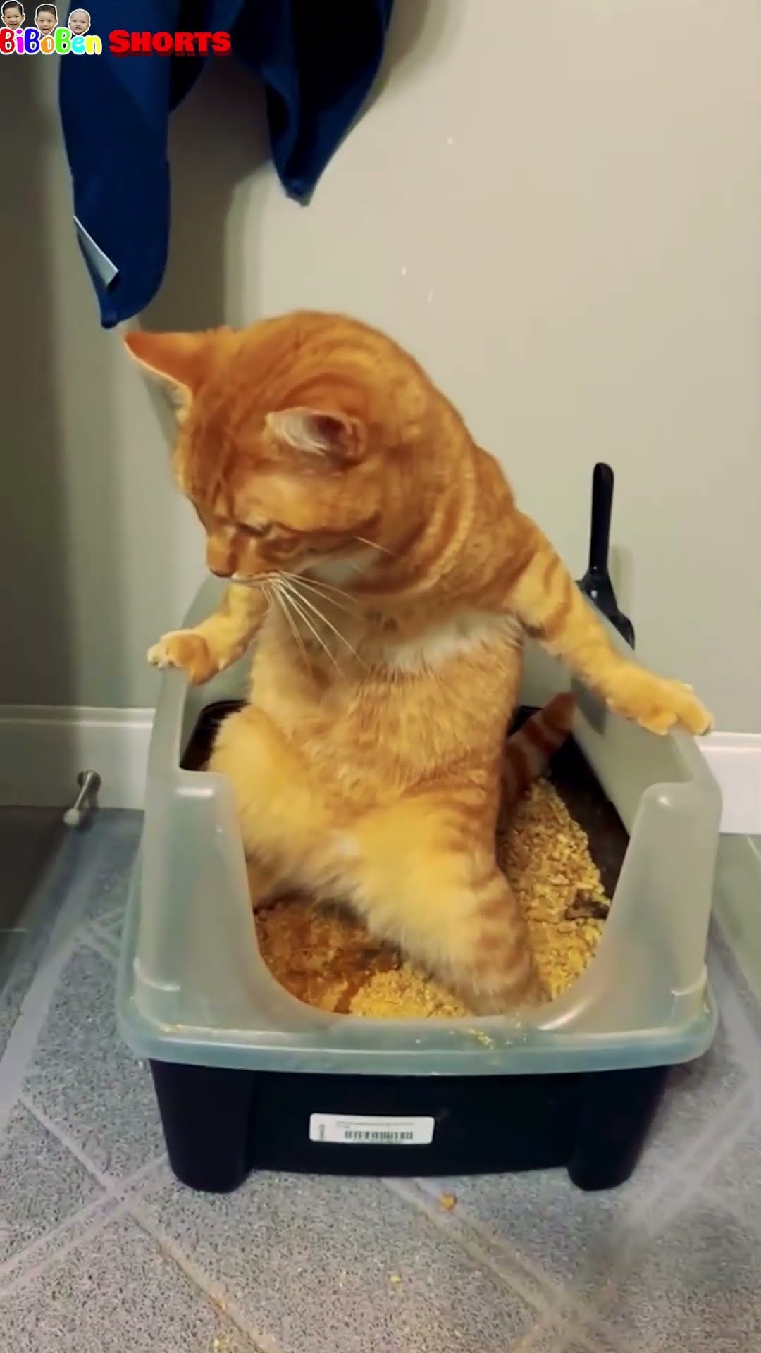 Funny video | Sorry cat ?? #funny #shorts #cat