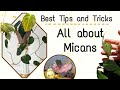 How to Grow Philodendron Micans