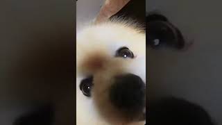 Sir Eggs Benedict Takes a Good Sniff! #cute #dog #pomeranian #memes #meme #funny #snifferdogs #pom