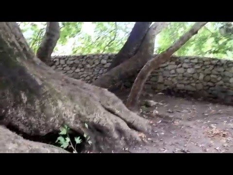Video: Աշխարհի ամենաբարձր ծառը հսկա Հիպերիոնն է