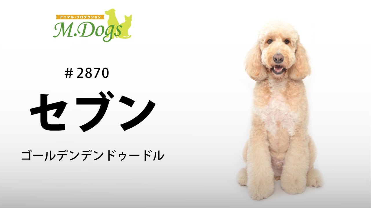 ペットモデル 2870 ゴールデンドゥードル セブン Youtube