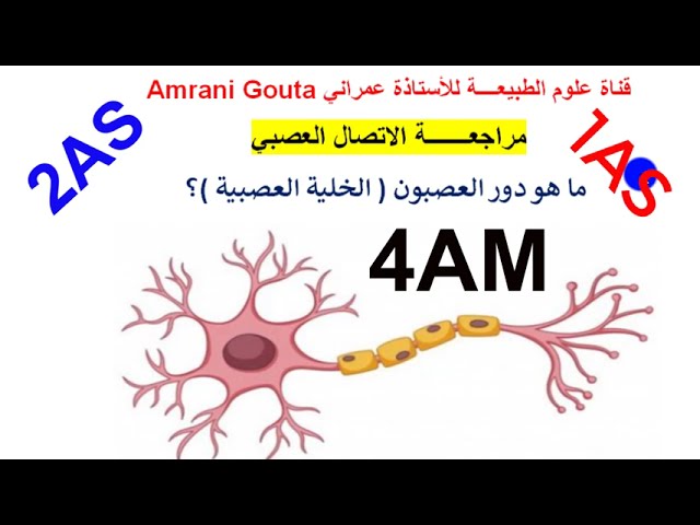 ماهو دور العصبون ايا تلاميذي جاوبو 4 متوسط 1/2 ثانوي|فرض العلوم الطبيعية