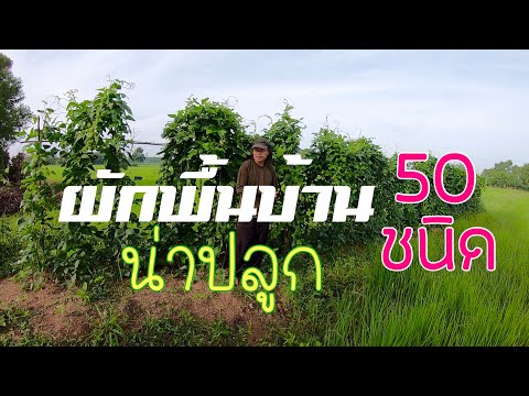 50 types of local vegetables that should be planted in Khok Nong Na, Nai Torung, Buriram Province
