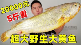 20000 yuan bought an auctiongrade superlarge wild large yellow croaker, known as the sea gold bar