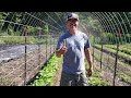 Building a 50 melon tunnel  maximizing space in the market garden