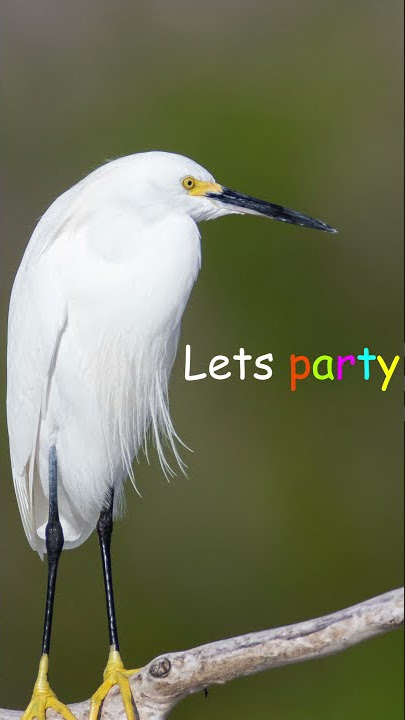 Snowy egret is ready for tonight (meme)