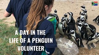 Volunteering With Penguins, SANCCOB South Africa