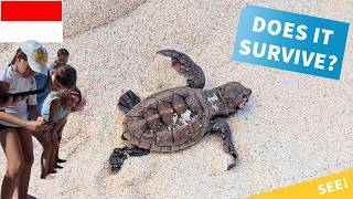SEE! Baby Turtle Hatching on a Beach and Going to Sea - Nikoi Island Indonesia