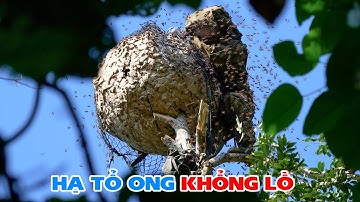 Hạ Tổ Ong Cắn Lá Khổng Lồ Trên Ngọn Cây  - Thợ Rừng