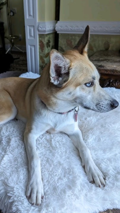 how-to-put-cover-on-your-dogs-mattress-the-right-way-viral-shorts