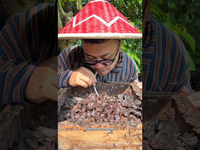 ASMR Drinking Wild Stingless Bee Honey Pots - 108 🍯🐝 #shorts #asmr